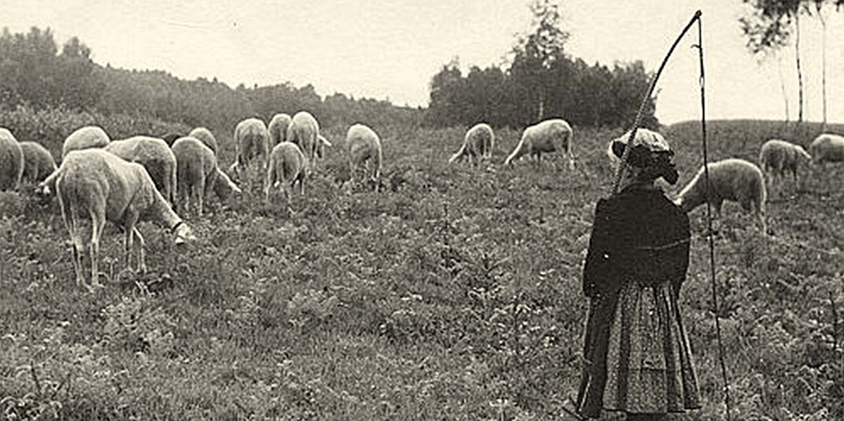 Biederbach. Schafe auf der Weide
