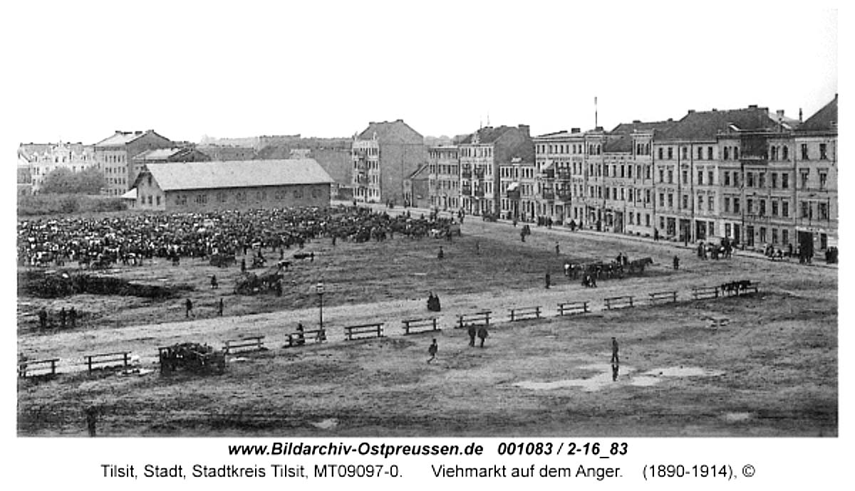 Tilsit (Sowetsk). Viehmarkt auf dem Anger, 1890-1914