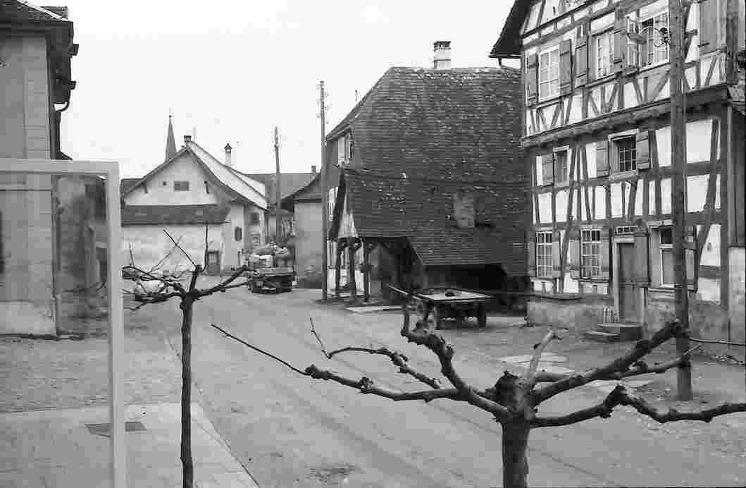 Büsingen am Hochrhein. Dorfstraße mit gestutztem Baum