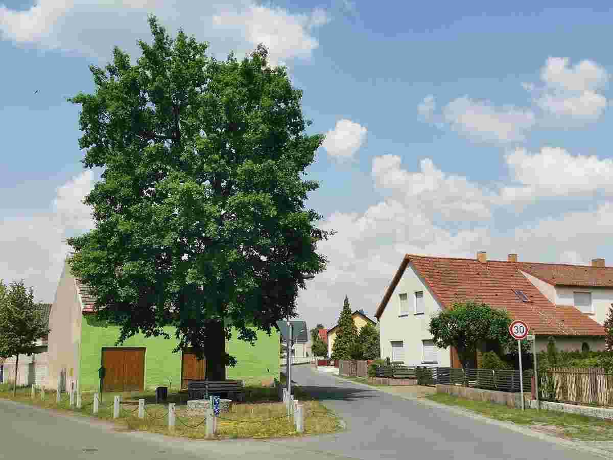 Frauendorf (Amt Ortrand). Als Naturdenkmal geschützte Friedenseiche