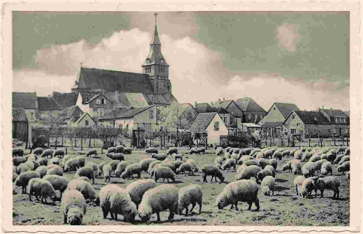 Kranenburg. Schafe in field