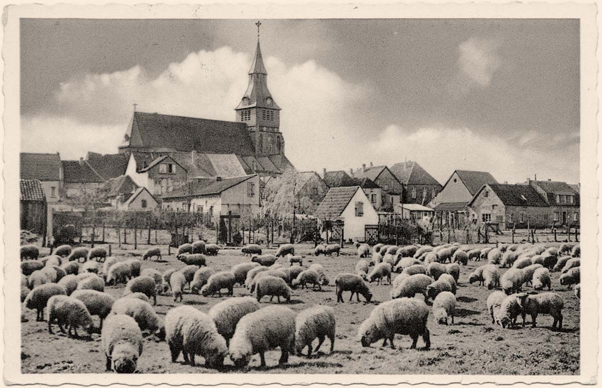 Kranenburg (Niederrhein). Schafe in field