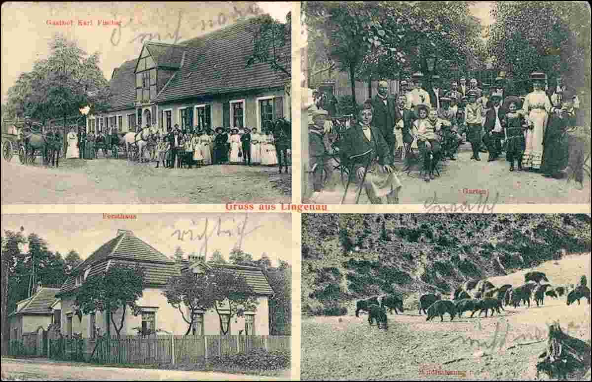 Raguhn-Jeßnitz. Lingenau - Gasthof Karl Fischar, Garten, Forsthaus, 1908