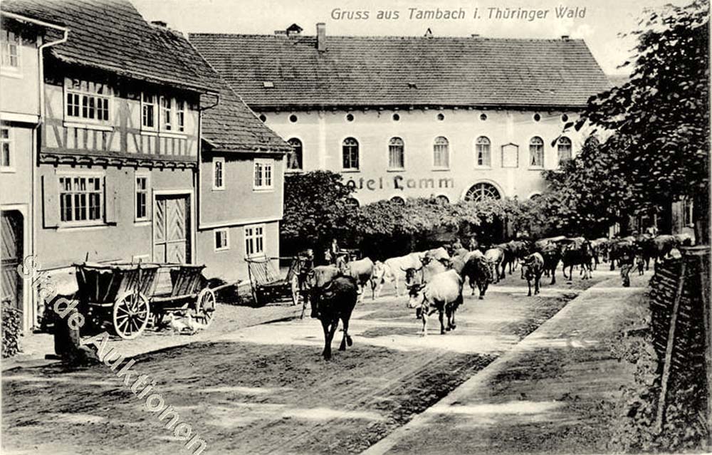 Tambach-Dietharz. Hotel Lamm, Kuhherde
