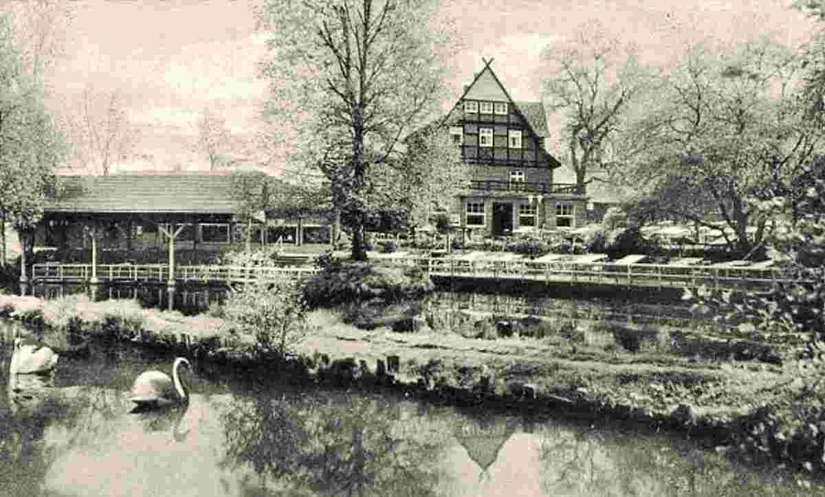 Vechta. Schwäne auf dem Teich, 1962